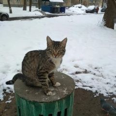 Подробнее об объявлении «Найдена кошка котёнок-подросток Москва» Фото: найдена кошка  «Найдена кошка котёнок-подросток Москва» в г. Москва
