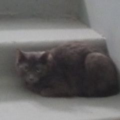 Подробнее об объявлении «Найден кот Нижневартовск» Фото: найдена кошка  «Найден кот Нижневартовск» в г. Нижневартовск