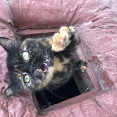 Подробнее об объявлении «Найдена кошка Тула» Фото: найдена кошка  «Найдена кошка Тула» в г. Тула