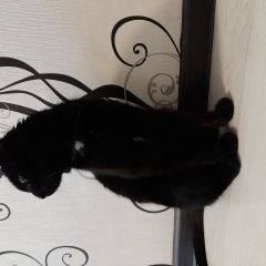 Подробнее об объявлении «Найдена кошка Самара» Фото: найдена кошка  «Найдена кошка Самара» в г. Самара