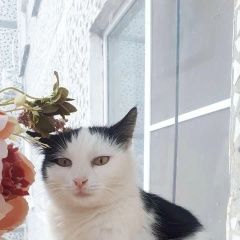 Подробнее об объявлении «Найдена кошка пристраивается в добрые руки Краснодар» Фото: найдена кошка  «Найдена кошка пристраивается в добрые руки...» в г. Краснодар