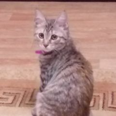 Подробнее об объявлении «Найдена кошка котенок с ошейником Александров» Фото: найдена кошка  «Найдена кошка котенок с ошейником Александров» в г. Александров