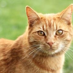 Подробнее об объявлении «Найден кот (как на фото) Краснодар» Фото: найдена кошка  «Найден кот (как на фото) Краснодар» в г. Краснодар