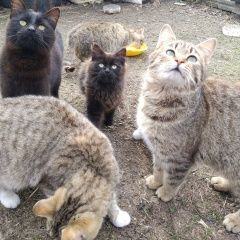 Подробнее об объявлении «Найдена кошка ждут друга Краснодар» Фото: найдена кошка  «Найдена кошка ждут друга Краснодар» в г. Краснодар