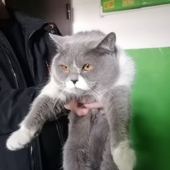 Подробнее об объявлении «Найдена кошка Волгоград» Фото: найдена кошка Британская короткошерстная кошка «Найдена кошка Волгоград» в г. Волгоград