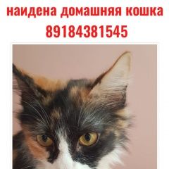 Подробнее об объявлении «Найдена кошка трёхцветная ласковая кошка Краснодар» Фото: найдена кошка  «Найдена кошка трёхцветная ласковая кошка Краснодар» в г. Краснодар