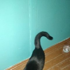 Подробнее об объявлении «Найдена кошка срочно ищем хозяина Тарко-Сале» Фото: найдена кошка  «Найдена кошка срочно ищем хозяина Тарко-Сале» в г. Тарко-Сале