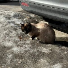 Подробнее об объявлении «Найдена кошка кот тайский Москва» Фото: найдена кошка Тайская кошка «Найдена кошка кот тайский Москва» в г. Москва