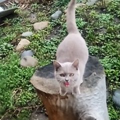 Подробнее об объявлении «Найдена кошка Ставрополь» Фото: найдена кошка  «Найдена кошка Ставрополь» в г. Ставрополь