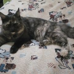 Подробнее об объявлении «Найдена кошка 3-ех цветная Люберцы» Фото: найдена кошка  «Найдена кошка 3-ех цветная Люберцы» в г. Люберцы