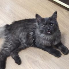 Подробнее об объявлении «Найдена кошка golub. aleksei2013@yandex. ru Брянск» Фото: найдена кошка  «Найдена кошка golub. aleksei2013@yandex. ru Брянск» в г. Брянск