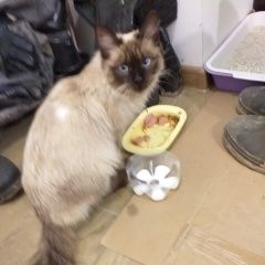 Подробнее об объявлении «Найдена кошка сиамской породы Семилуки» Фото: найдена кошка Сиамская кошка «Найдена кошка сиамской породы Семилуки» в г. Семилуки