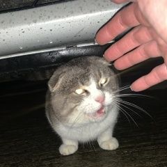 Подробнее об объявлении «Найдена кошка вислоухая Адлер» Фото: найдена кошка  «Найдена кошка вислоухая Адлер» в г. Адлер