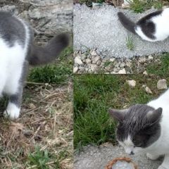 Подробнее об объявлении «Найдена кошка Анапа» Фото: найдена кошка  «Найдена кошка Анапа» в г. Анапа