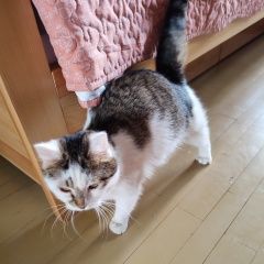 Подробнее об объявлении «Найдена кошка точно домашняя Санкт-Петербург» Фото: найдена кошка  «Найдена кошка точно домашняя Санкт-Петербург» в г. Санкт-Петербург