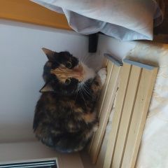 Подробнее об объявлении «Найдена кошка Санкт-Петербург» Фото: найдена кошка  «Найдена кошка Санкт-Петербург» в г. Санкт-Петербург