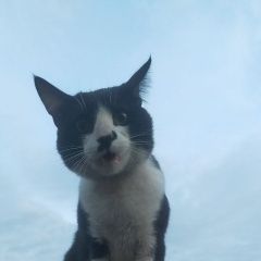 Подробнее об объявлении «Найден кот Краснодар» Фото: найдена кошка  «Найден кот Краснодар» в г. Краснодар