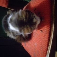 Подробнее об объявлении «Найдена кошка красивая, пушистая Орехово-Зуево» Фото: найдена кошка  «Найдена кошка красивая, пушистая Орехово-Зуево» в г. Орехово-Зуево