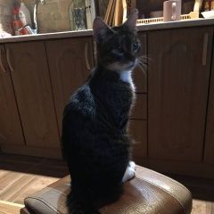 Подробнее об объявлении «Найден кот Адлер» Фото: найдена кошка  «Найден кот Адлер» в г. Адлер