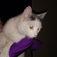 Подробнее об объявлении «Найдена кошка воронова 16 Красноярск» Фото: найдена кошка  «Найдена кошка воронова 16 Красноярск» в г. Красноярск