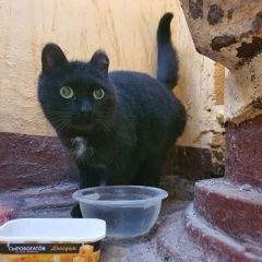 Подробнее об объявлении «Найдена кошка ищет дом Екатеринбург» Фото: найдена кошка  «Найдена кошка ищет дом Екатеринбург» в г. Екатеринбург