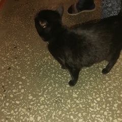 Подробнее об объявлении «Найден кот в ошейике Красноярск» Фото: найдена кошка  «Найден кот в ошейике Красноярск» в г. Красноярск