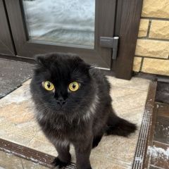 Подробнее об объявлении «Найден кот Балашиха» Фото: найдена кошка  «Найден кот Балашиха» в г. Балашиха