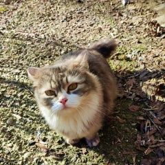 Подробнее об объявлении «Найдена кошка ласковая. хозяин, найдись Истра» Фото: найдена кошка  «Найдена кошка ласковая. хозяин, найдись Истра» в г. Истра