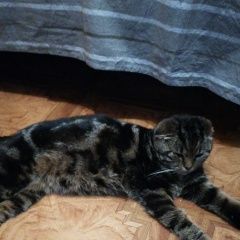 Подробнее об объявлении «Черкесск Карачаево-Черкесская Республика Найдена кошка веслоухая кошечка» Фото: найдена кошка  «Черкесск Карачаево-Черкесская Республика...» в г. Черкесск Карачаево-Черкесская Республика