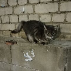 Картинка найдена кошка В городе Краснодар обнаружилась киска. Краснодар