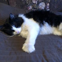 Подробнее об объявлении «Найдена кошка Подольск» Фото: найдена кошка  «Найдена кошка Подольск» в г. Подольск