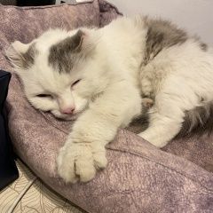 Подробнее об объявлении «Найдена кошка или кот Новосибирск» Фото: найдена кошка  «Найдена кошка или кот Новосибирск» в г. Новосибирск