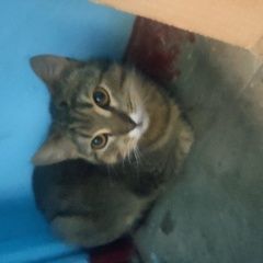 Подробнее об объявлении «Раменское Найден кот» Фото: найдена кошка  «Раменское Найден кот» в г. Раменское