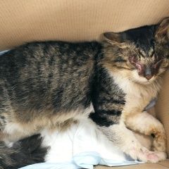 Подробнее об объявлении «Москва Найден кот» Фото: найдена кошка  «Москва Найден кот» в г. Москва
