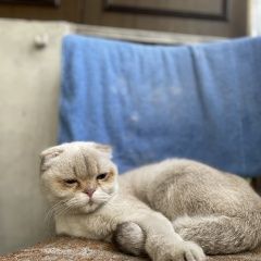 Подробнее об объявлении «Москва Найдена кошка.» Фото: найдена кошка Скоттиш фолд (шотландская вислоухая) «Москва Найдена кошка.» в г. Москва