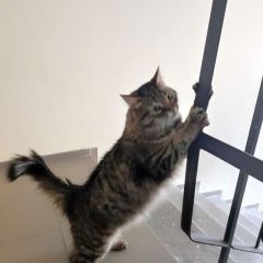 Подробнее об объявлении «Найдена кошка с Тюмень» Фото: найдена кошка  «Найдена кошка с Тюмень» в г. Тюмень