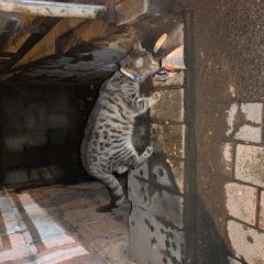 Подробнее об объявлении «Тбилиси Найдена кошка» Фото: найдена кошка  «Тбилиси Найдена кошка» в г. Тбилиси
