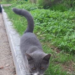 Подробнее об объявлении «Найдена кошка молодая серая кошка Истра» Фото: найдена кошка  «Найдена кошка молодая серая кошка Истра» в г. Истра