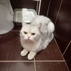 Подробнее об объявлении «Найдена кошка хозяин отзовись Новочебоксарск» Фото: найдена кошка  «Найдена кошка хозяин отзовись Новочебоксарск» в г. Новочебоксарск