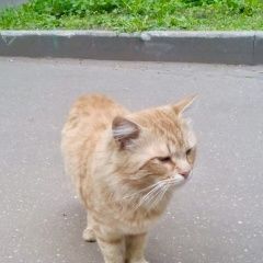 Подробнее об объявлении «Москва Найдена кошка или кот» Фото: найдена кошка  «Москва Найдена кошка или кот» в г. Москва
