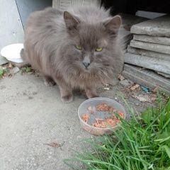 Подробнее об объявлении «Найден кот Хабаровск» Фото: найдена кошка  «Найден кот Хабаровск» в г. Хабаровск