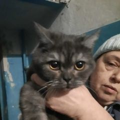 Подробнее об объявлении «Найден котик домашний Воронеж» Фото: найдена кошка  «Найден котик домашний Воронеж» в г. Воронеж