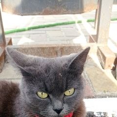 Картинка найдена кошка В городе Белгород нашлась кошечка. Белгород