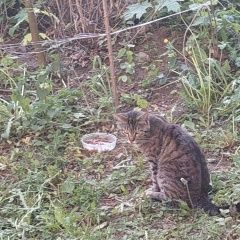 Подробнее об объявлении «Найдена кошка Подольск» Фото: найдена кошка  «Найдена кошка Подольск» в г. Подольск