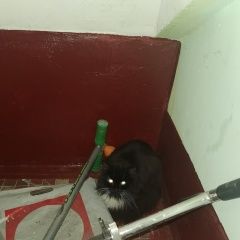 Подробнее об объявлении «Москва Найдена кошка /кот, район щукино» Фото: найдена кошка  «Москва Найдена кошка /кот, район щукино» в г. Москва