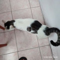 Подробнее об объявлении «Найден кот Нижний Новгород» Фото: найдена кошка  «Найден кот Нижний Новгород» в г. Нижний Новгород