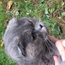 Подробнее об объявлении «Москва Найдена кошка молодая кошка шотландка» Фото: найдена кошка Шотландская вислоухая «Москва Найдена кошка молодая кошка шотландка» в г. Москва