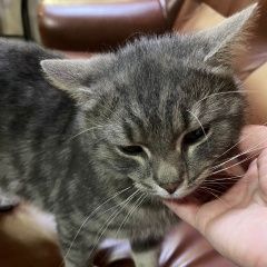 Подробнее об объявлении «Москва Найдена кошка серый котик» Фото: найдена кошка  «Москва Найдена кошка серый котик» в г. Москва