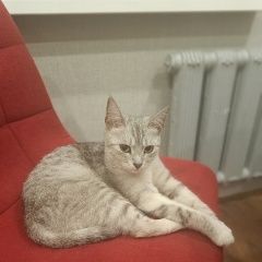 Картинка найдена кошка В городе Чебоксары обнаружена кошка. Чебоксары