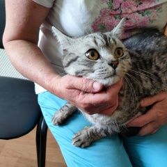 Подробнее об объявлении «Пенза Найден кот» Фото: найдена кошка  «Пенза Найден кот» в г. Пенза